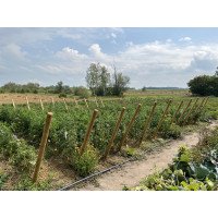Tomato trellis - Alexander Andrushevka 2022 2nd place