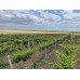 Пергола для винограду - Олександр Сарата 2022 1 місце