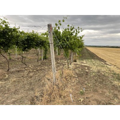 Пергола для винограду - Олександр Сарата 2022 1 місце