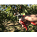 Pruner  Felco 11