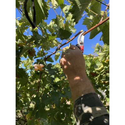 Pruner  Felco 11